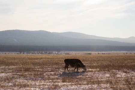 Deer grazing on a snowy fieldの写真素材