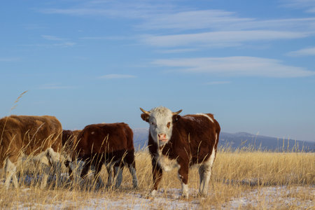 Cows graze in the field on a sunny winter dayの写真素材