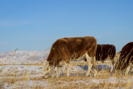 Cows graze on a snowy field in winterの写真素材