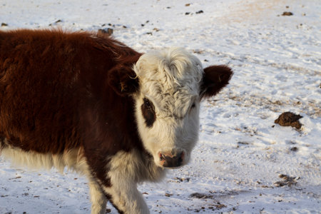 White and brown cow on snow in winter, close-up