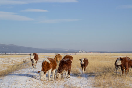 Herd of cows grazing in a field on a sunny winter dayの写真素材