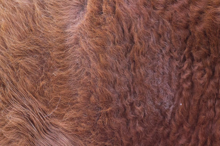 cow fur full frame