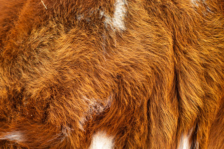 cow fur full frameの写真素材