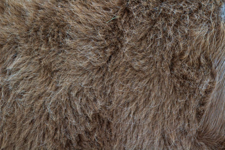 cow fur full frame