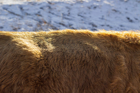 Cow fur close-up in winterの写真素材