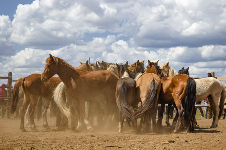 Herd of wild unbroken horsesの写真素材