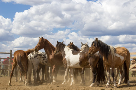 Herd of wild unbroken horsesの写真素材