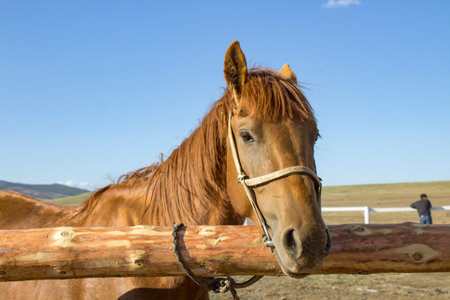 Horse on the farm in the spring in the steppe.の写真素材