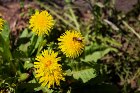 Bee on yellow dandelion flower in the garden. springtime.の写真素材
