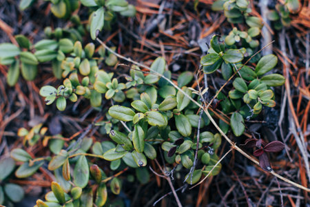 Vaccinium vitis-idaea, the lingonberry, partridgeberry, mountain cranberry or cowberry, is a small evergreen shrub in the heath family Ericaceae in springの写真素材