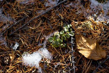 Vaccinium vitis-idaea, the lingonberry, partridgeberry, mountain cranberry or cowberry, is a small...