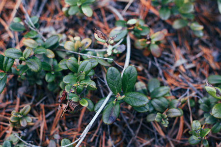 A closeup shot of the green leaves of a lingonberry plantの写真素材
