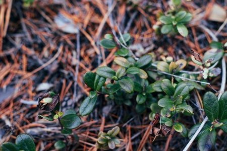Vaccinium vitis-idaea, the lingonberry, partridgeberry, mountain cranberry or cowberry, is a small evergreen shrub in the heath family Ericaceae in springの写真素材
