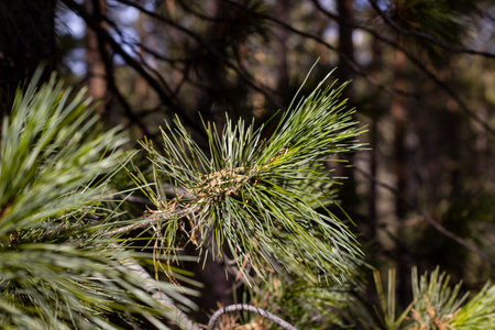 Cedar tree's fir needles close-upの写真素材