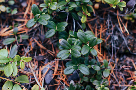 Close up of green leaves of lingonberry shrub in the forestの写真素材