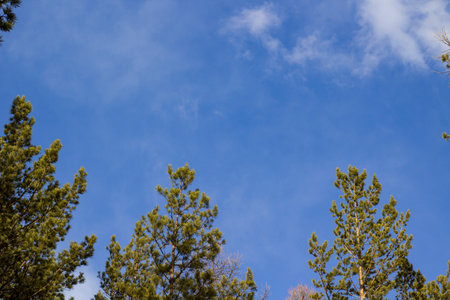 Cedar tree tops against blue skyの写真素材