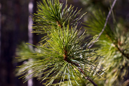 Cedar tree's fir needles close-upの写真素材