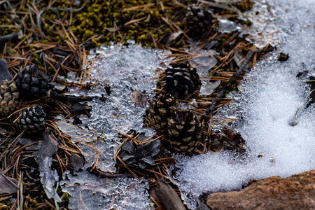 Pine cones in the snow on the ground in the forest.の写真素材