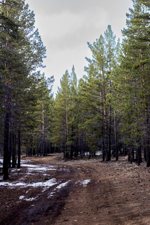 Landscape of a pine forest after a blizzard in the springの写真素材