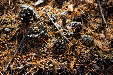 Pine cones on the ground in the forest. selective focus.の写真素材