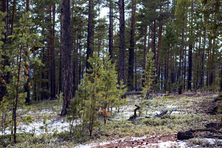 Forest in early spring. early spring in the forest. the first warm daysの写真素材
