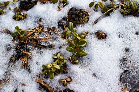 Vaccinium vitis-idaea, the lingonberry, partridgeberry, mountain cranberry or cowberry, a small evergreen shrub in the heath family Ericaceae in spring woodland covered with snowの写真素材