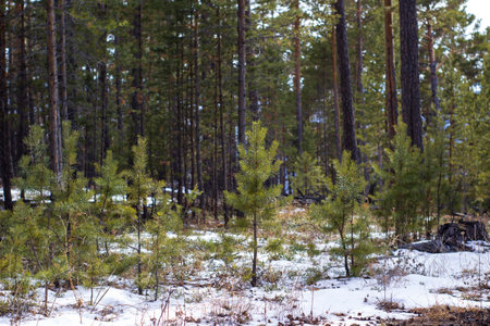 Landscape of winter pine forest with first snow on the ground.の写真素材