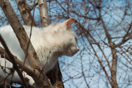 White cat on a tree. White cat on a tree branch.の写真素材