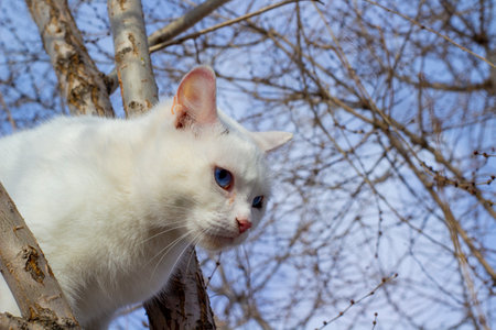 White cat with blue eyes sits on the branches of a tree.の写真素材