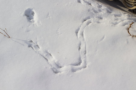 Birds Footprints Footpath on Snowdrifts Cold White Snow Backgroundの写真素材