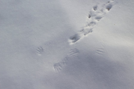 Birds Footprints Footpath on Snowdrifts Cold White Snow Backgroundの写真素材