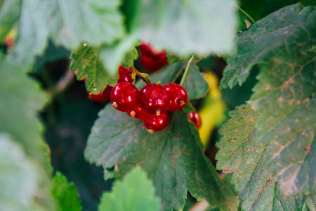 Ripe red currents on a bush in the garden. Selective focus.の写真素材
