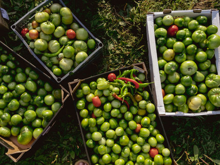 Tomatoes in boxes for sale in the garden. Organic vegetables.の写真素材