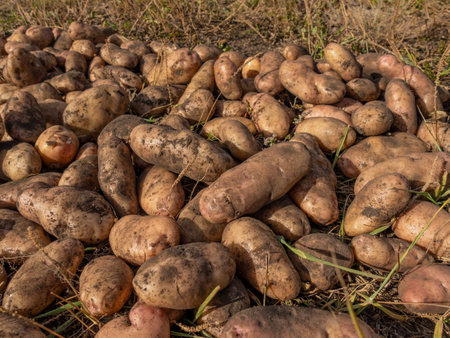 Heap of dirty potatoes lying on the ground in the field.の写真素材