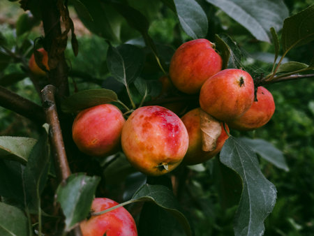 Malus hybridus Red Apples on treeの写真素材