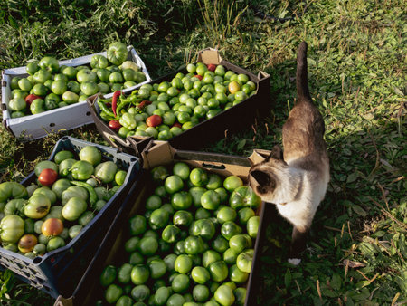 Harvest of tomatoes in a box and a cat in the backgroundの写真素材