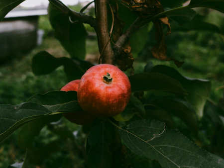 Malus hybridus Red Apples on tree