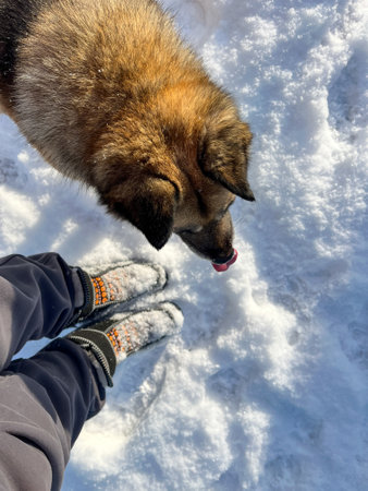 Woman's legs in warm winter boots and a big dog on the snowの写真素材