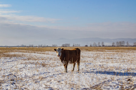 Cows on the farm in winter. Cattle graze in the snow.の写真素材