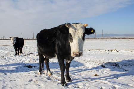 Cows on the farm in winter. Holstein cattle graze in the snow.の写真素材
