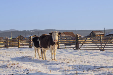 Cows on the farm in winter. Holstein cattle graze in the snow.の写真素材
