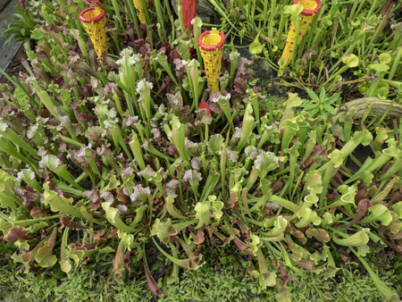 Lots of Bug eater plantsの写真素材