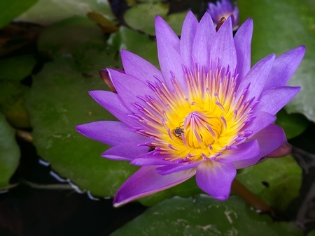 Purple lotus with 2 beesの写真素材