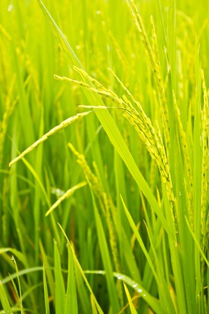 Rice Fieldの写真素材
