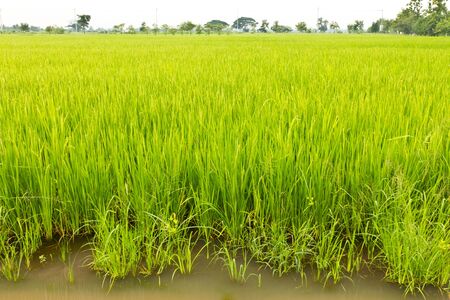 Rice Fieldの写真素材