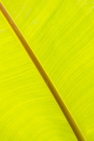 Banana Leafの写真素材
