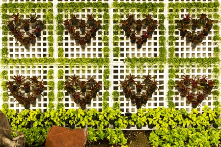 tree heartの写真素材