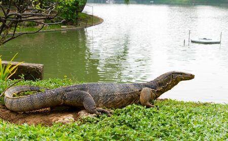 water monitor lizard (varanus salvator)の写真素材
