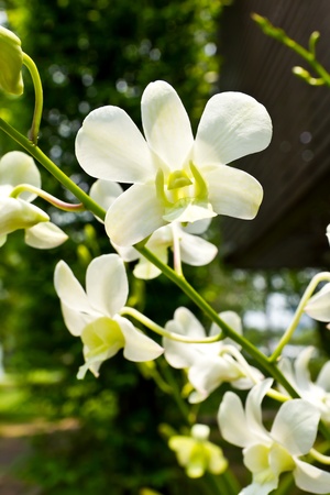 beautiful white  rhynchostylis orchidの写真素材