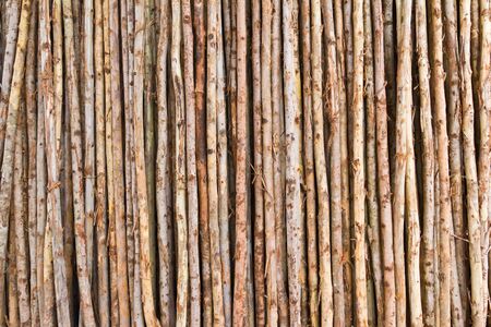 tree stump for backgroundの写真素材